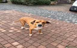 Meticcio cani in regalo: Meticcio incrocio pointer boxer  a Città metropolitana di Catania - Immagine 1