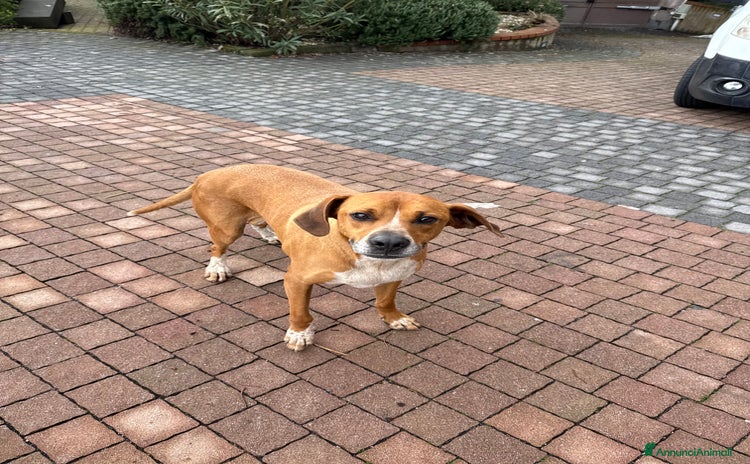 Meticcio cani a Città metropolitana di Catania - Annuncio 4