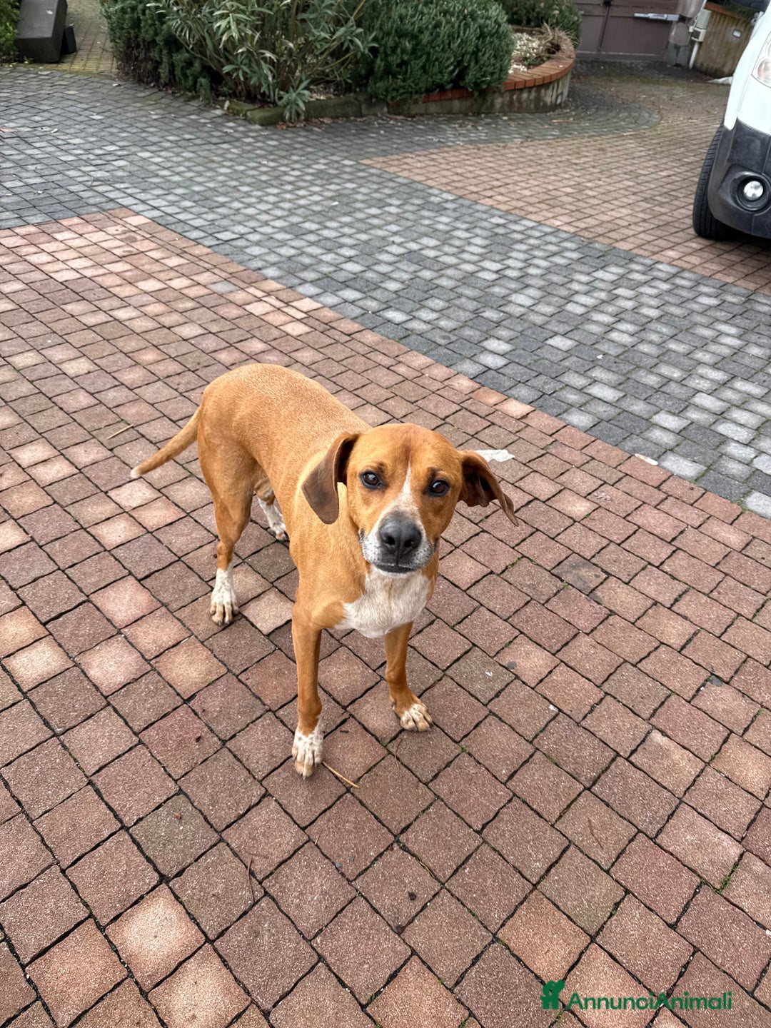 Meticcio cani in regalo: Meticcio incrocio pointer boxer  a Città metropolitana di Catania - Immagine 1