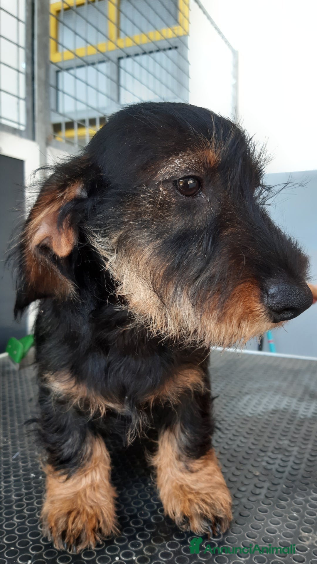 Bassotto cani in vendita: Bassotti pelo duro a Provincia di Bergamo - Annuncio 6