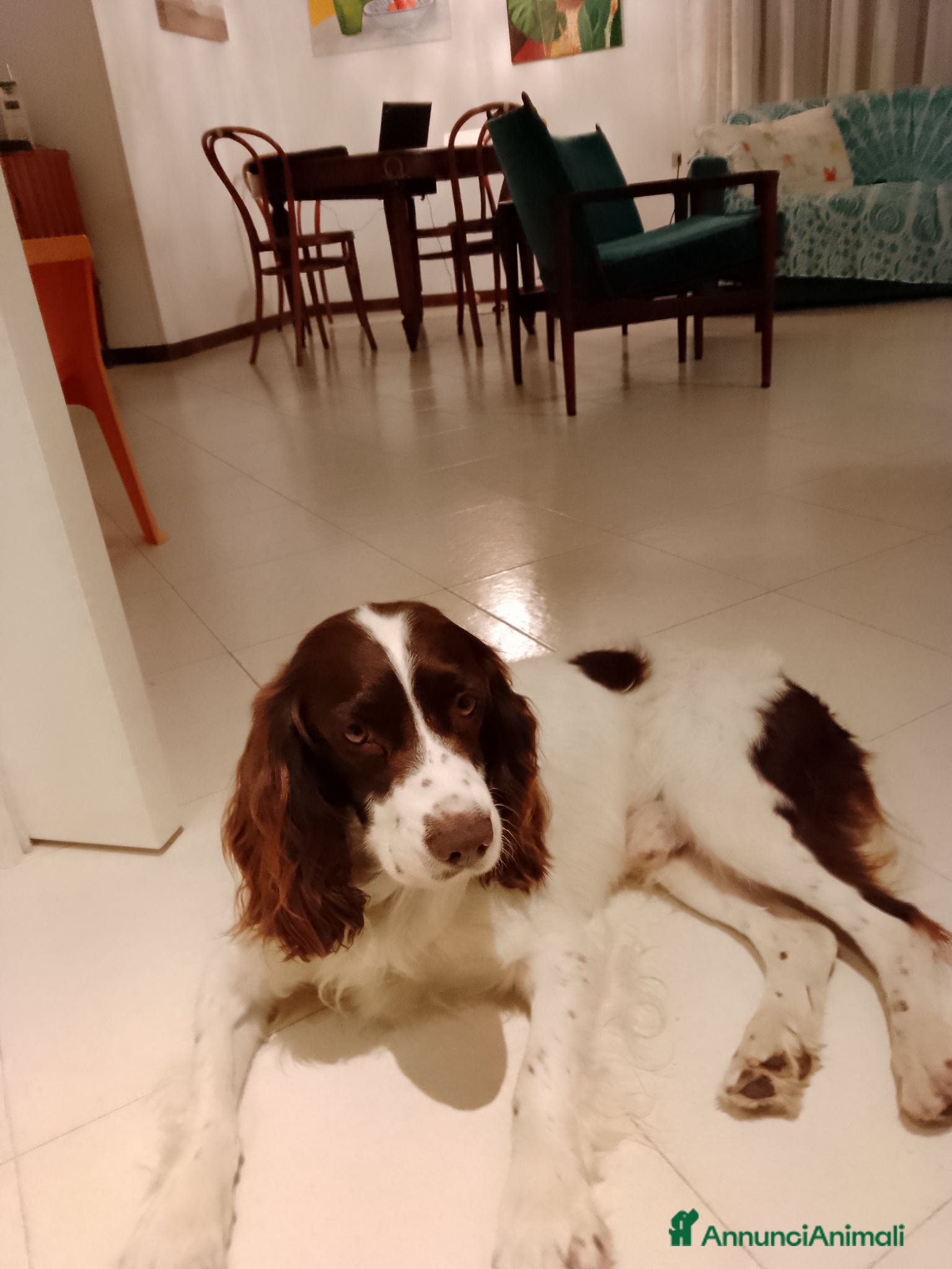 Springer Spaniel Inglese cani Springher Spaniel  - Annuncio 1
