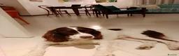 Springer Spaniel Inglese cani per accoppiamento: Springher Spaniel  - Annuncio 1