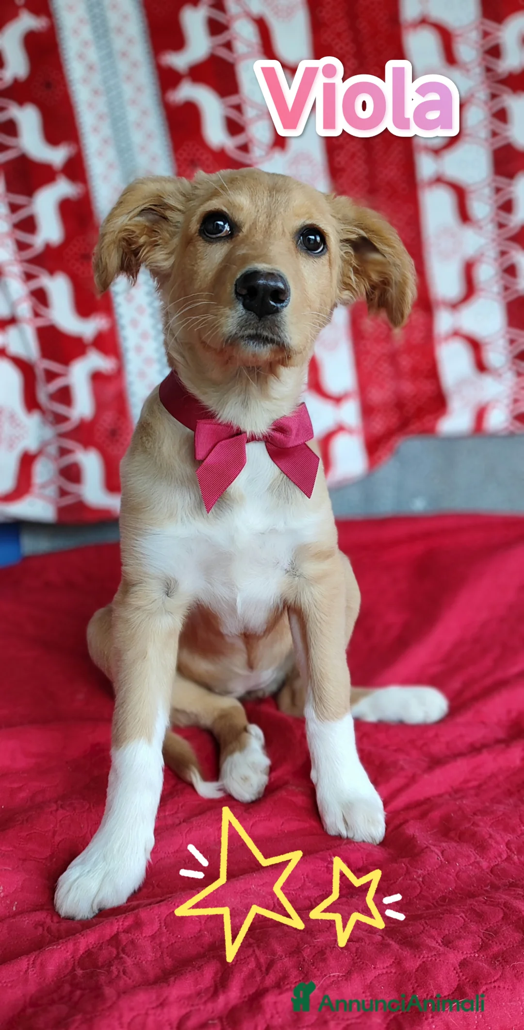 Meticcio cani in regalo: Cucciola mix Golden Retriever in adozione a Provincia di Cremona - Annuncio 1