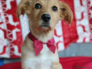 Meticcio cani Cucciola mix Golden Retriever in adozione - Annuncio 10