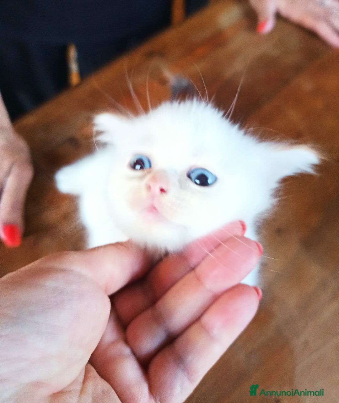 Scottish gatti in vendita: Gattini Scottish Straight  a Provincia di Modena - Immagine 24