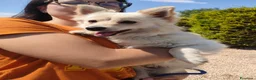 Volpino Italiano cani in regalo: Lillino un cucciolo di volpino in canile - Annuncio 3