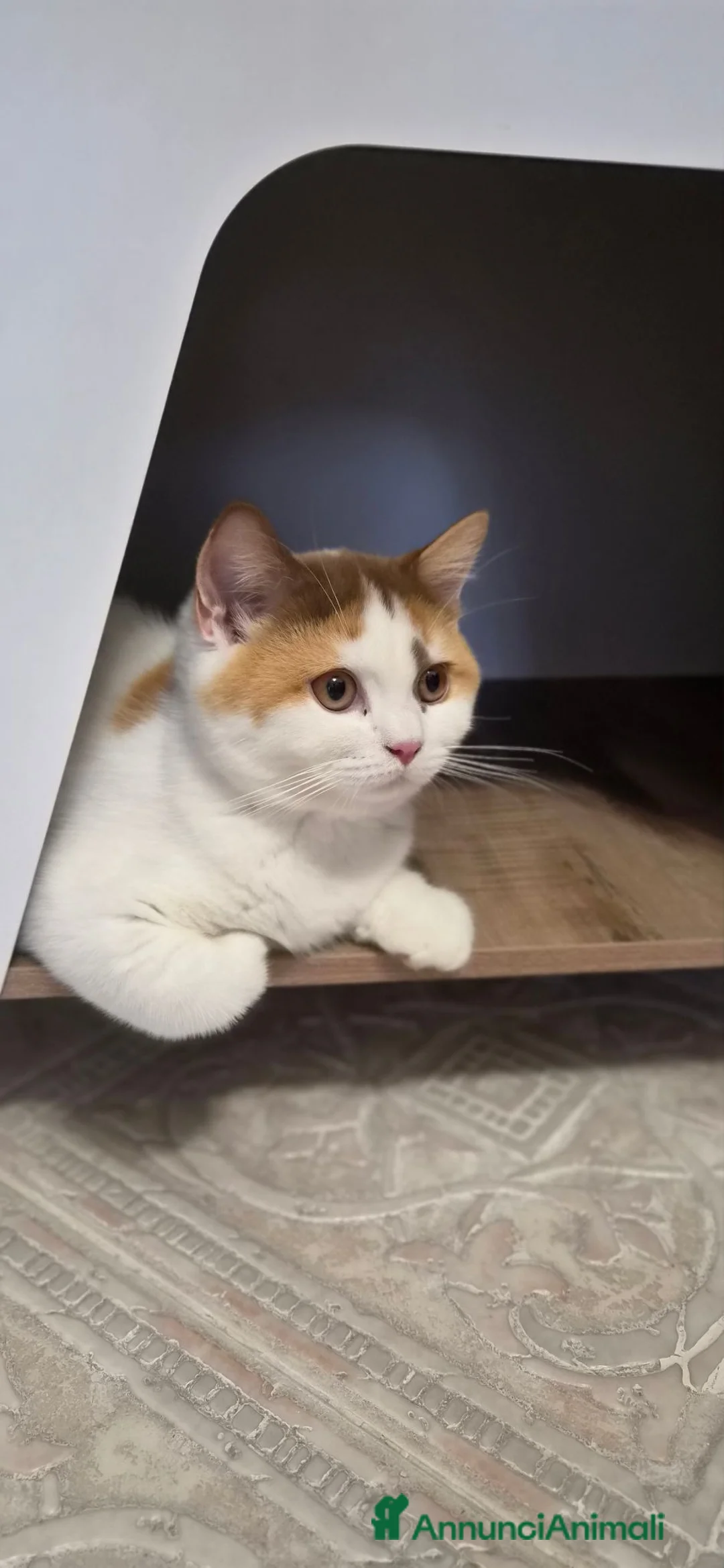 British gatti in vendita: British shorthair  - Annuncio 2