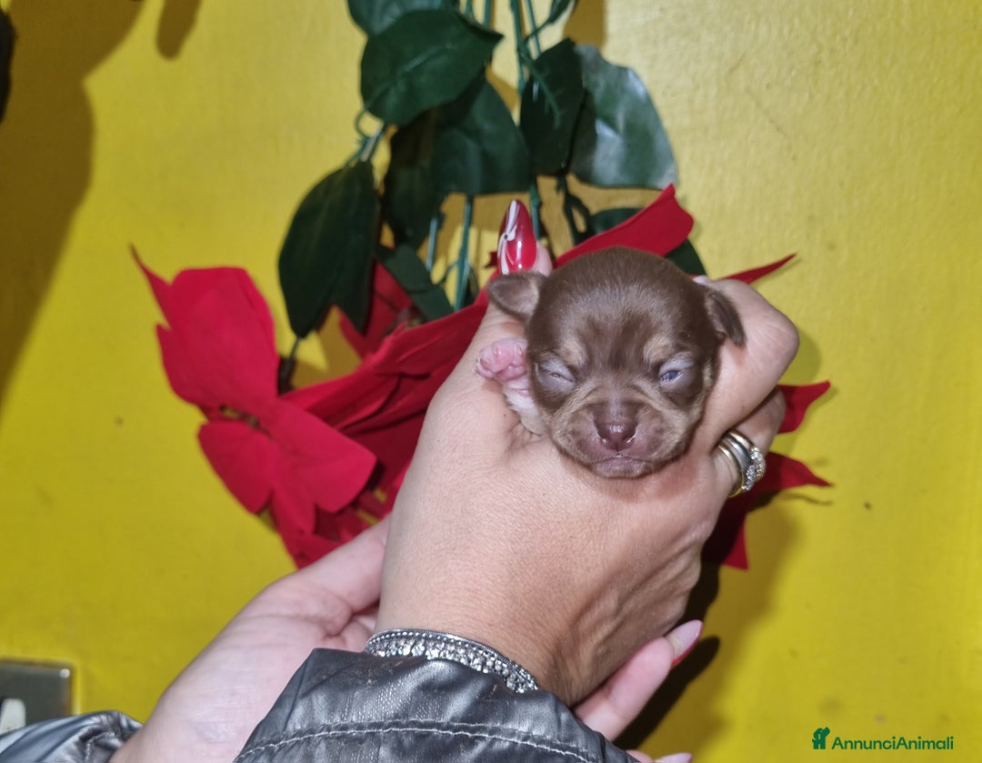 Chihuahua cani in vendita: Cuccioli di chihuahua  - Annuncio 9