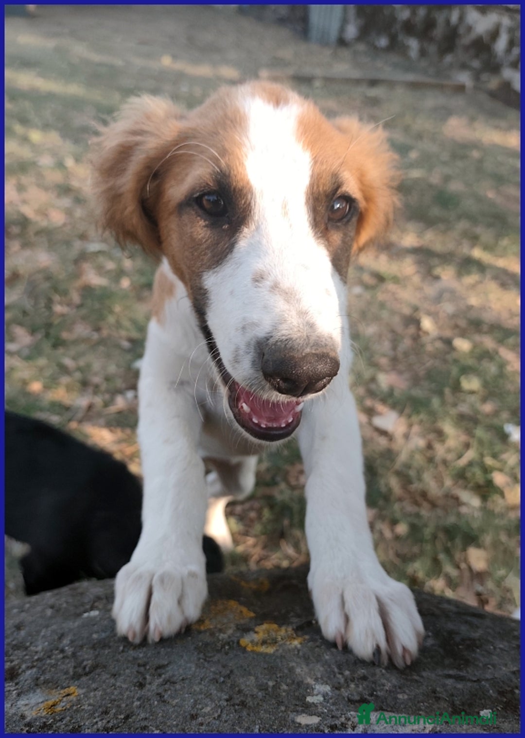 Meticcio cani in regalo: KELLY, CUCCIOLA 5 MESI ABBANDONATA CON LA SORELLIN - Annuncio 10