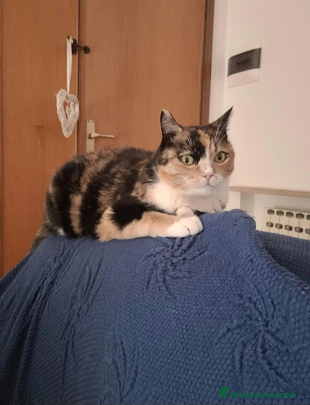 Meticcio gatti in regalo: Macchia cerca casa - Annuncio 13