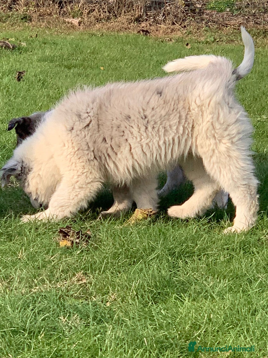 Bearded Collie cani in vendita: cuccioli border  - Annuncio 10