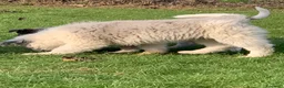 Bearded Collie cani in vendita: cuccioli border  - Annuncio 10
