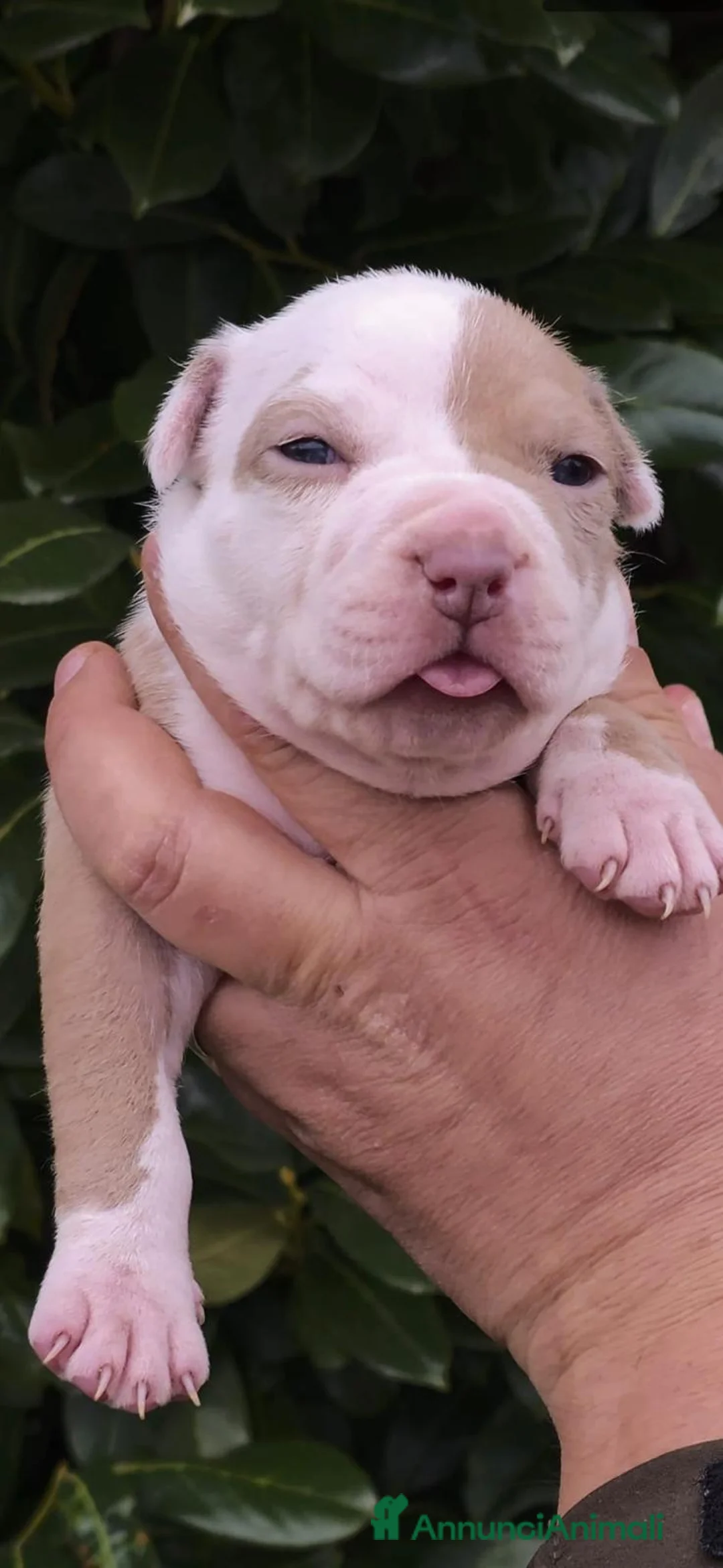 Pitbull cani in vendita: Cuccioli di American Pitbull Terrier - Annuncio 7