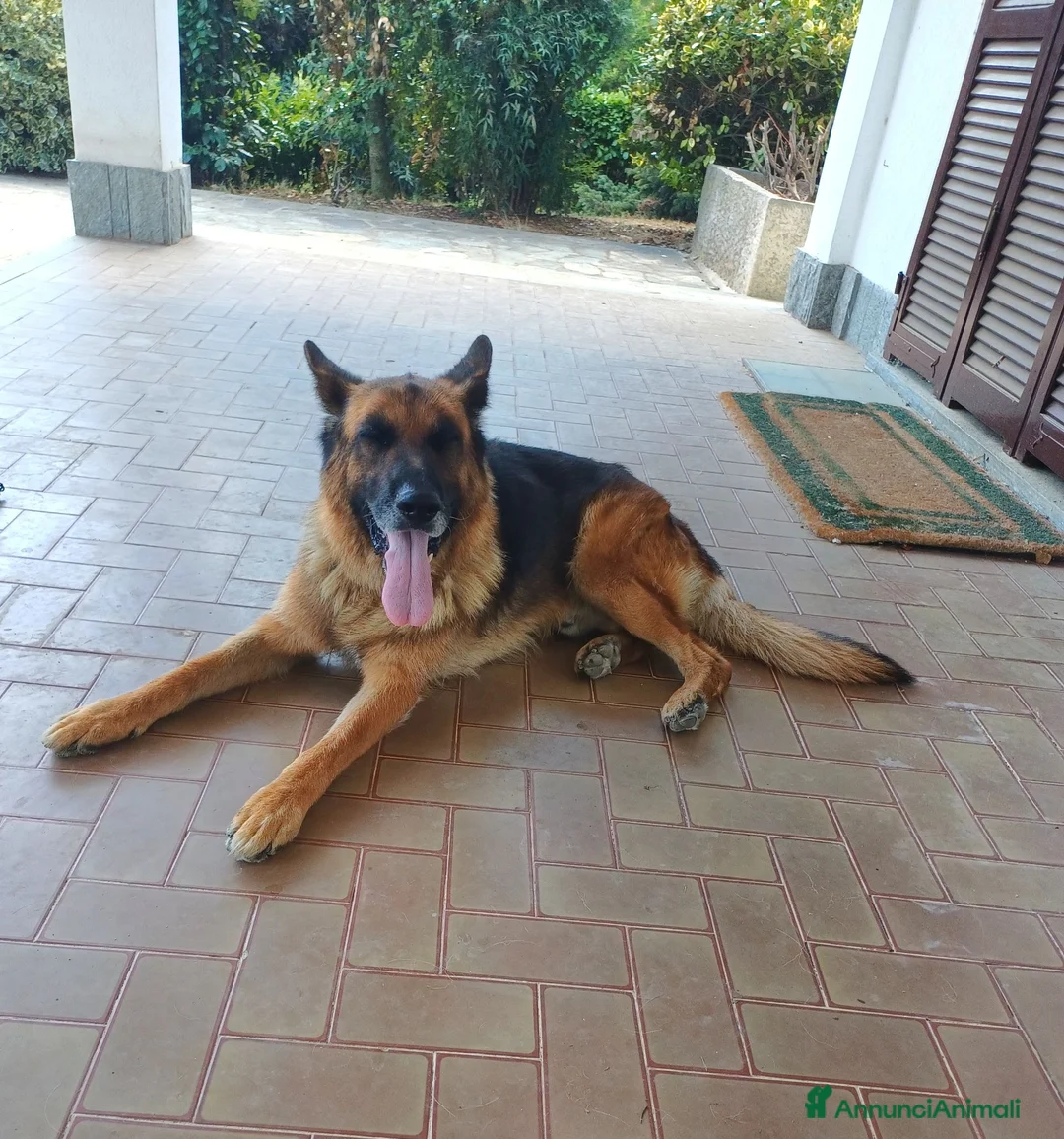 Pastore Tedesco cani in regalo: Pastore tedesco a Provincia di Cuneo - Annuncio 2