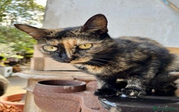 Meticcio gatti in regalo: Gatti gratis - Immagine 5