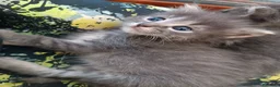 Certosino gatti in vendita: Gattini Svezzati e abituati alla lettiera  - Annuncio 10