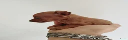 Pinscher Miniatura cani in vendita: Pincher nani toy super cuccioli taglia piccola  - Annuncio 2