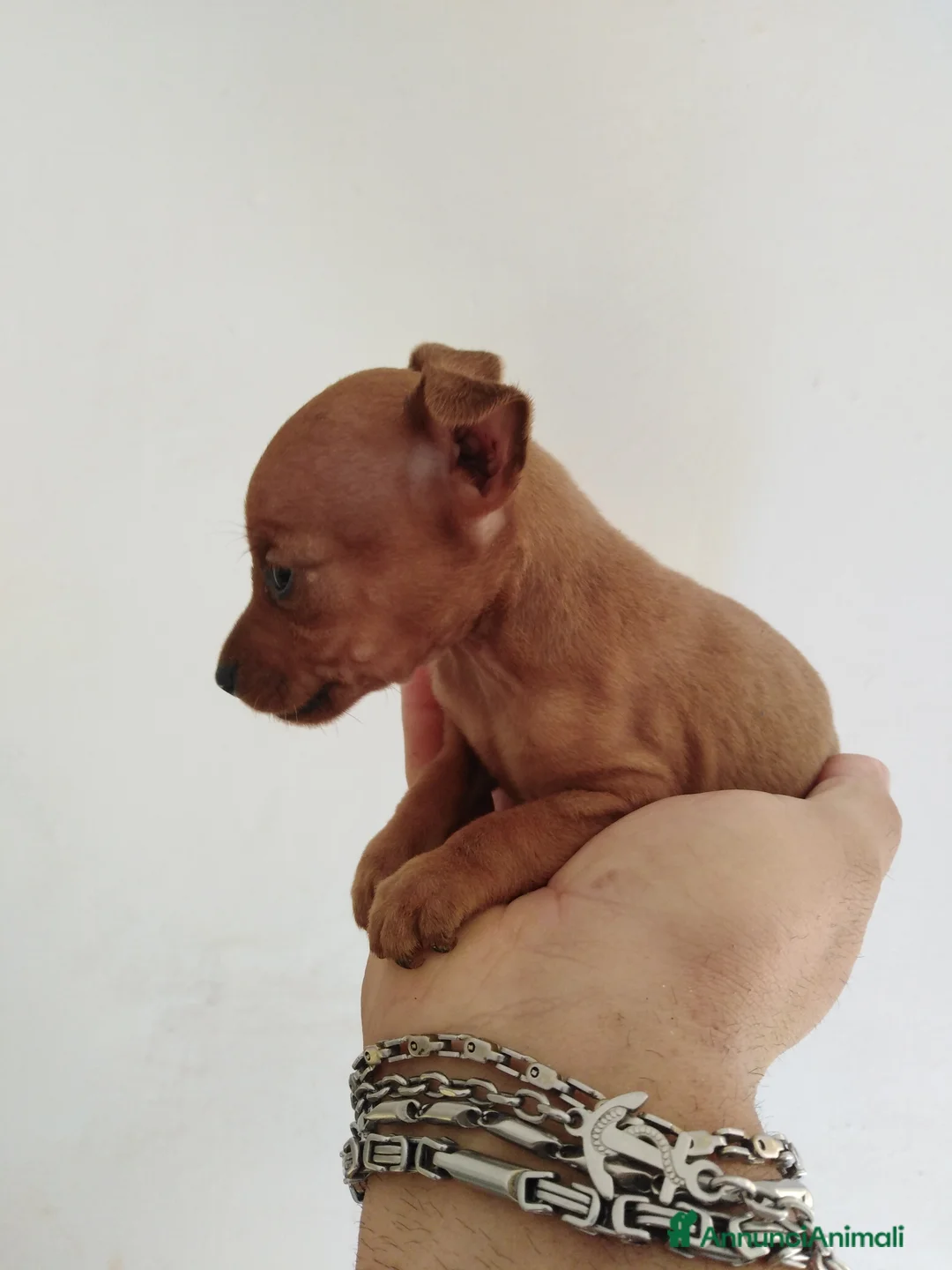 Pinscher Miniatura cani in vendita: Pincher nani toy super cuccioli taglia piccola  - Annuncio 2