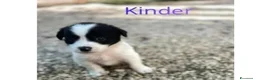 Meticcio cani in regalo: KINDER DUPLO MENTINA E NOCCIOLINA a Città metropolitana di Roma Capitale - Annuncio 14