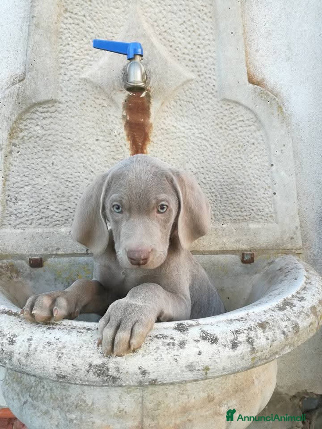 Weimaraner cani in vendita: Weimaraner cuccioli  - Annuncio 5