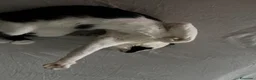 Europeo gatti in regalo: Gatto  a Città metropolitana di Catania - Annuncio 2