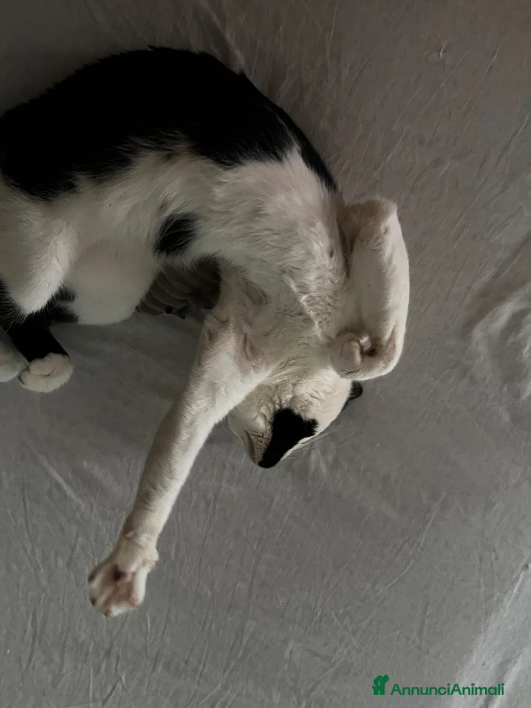 Europeo gatti in regalo: Gatto  a Città metropolitana di Catania - Annuncio 2