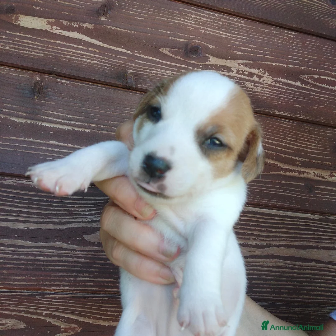 Jack Russell cani in vendita: Cuccioli jack Russell  - Annuncio 4