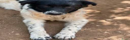 Meticcio cani in regalo: Mimì cucciola dagli occhi tristi a Provincia di Frosinone - Annuncio 2