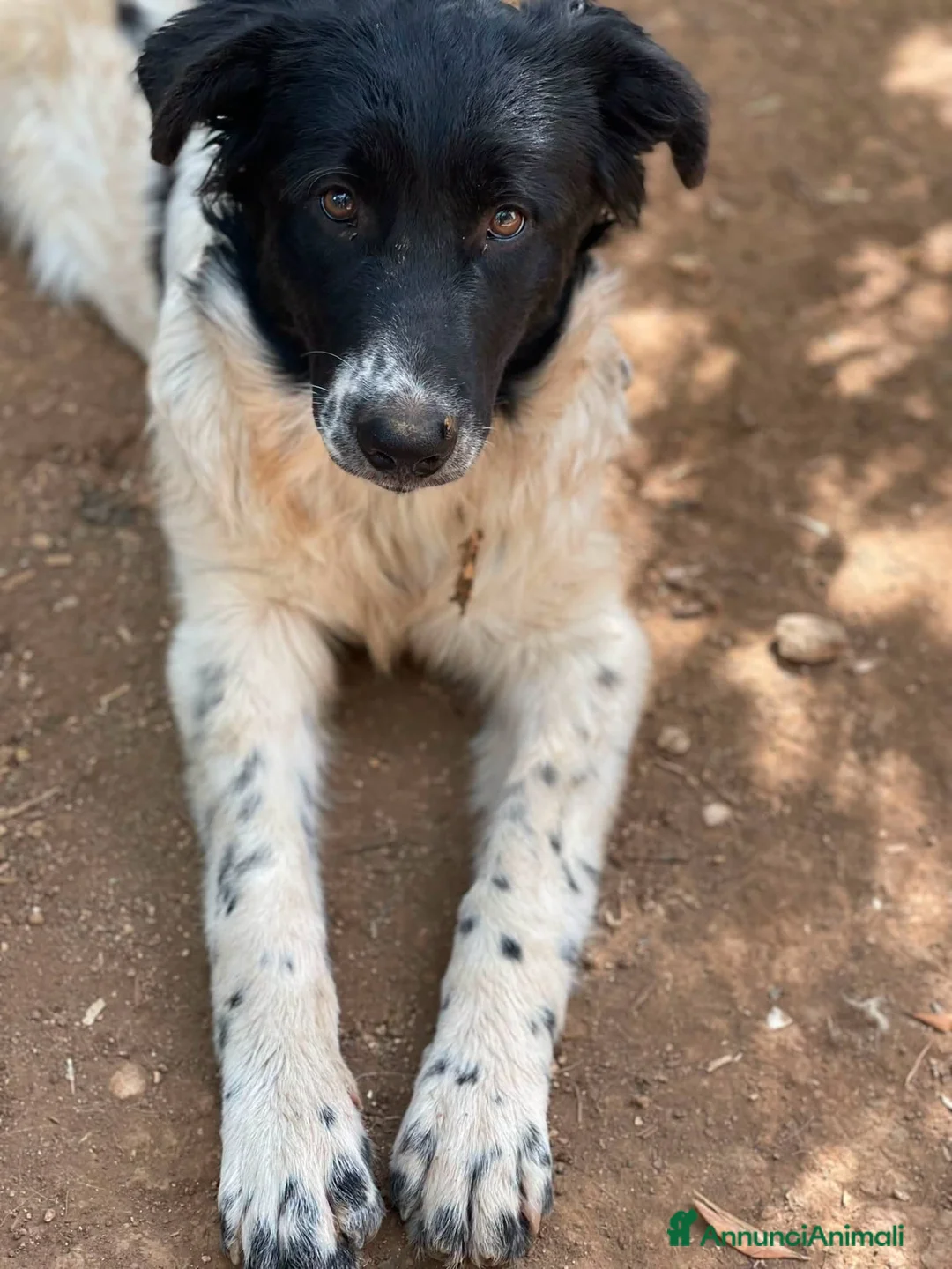 Meticcio cani in regalo: Mimì cucciola dagli occhi tristi a Provincia di Frosinone - Annuncio 2