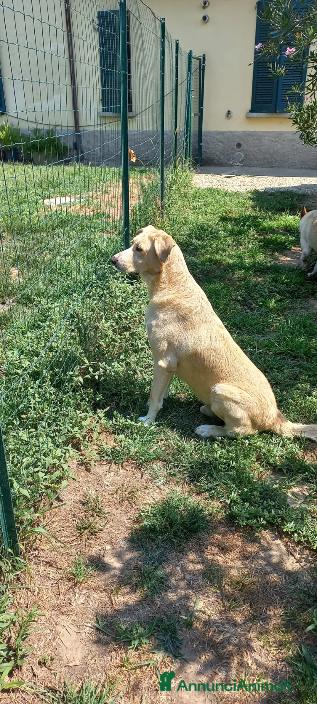 Meticcio cani in regalo: Pippo un cane buonissimo in cerca di casa  - Annuncio 8