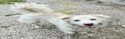Meticcio cani in regalo: Margot 2 anni Taglia media grande  - Annuncio 2
