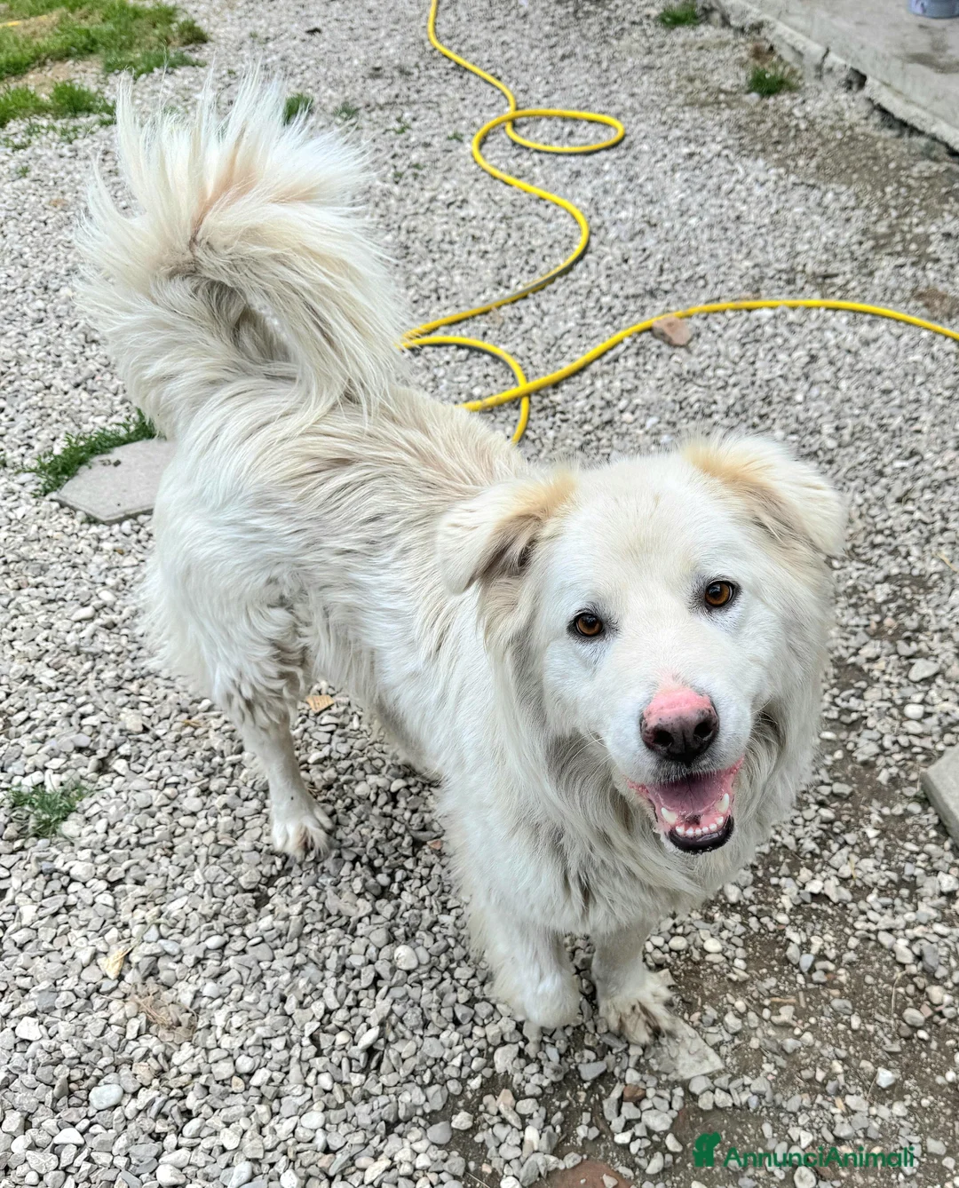 Meticcio cani in regalo: Margot 2 anni Taglia media grande  - Annuncio 2