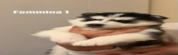 Husky cani in vendita: Cuccioli Husky  - Annuncio 7
