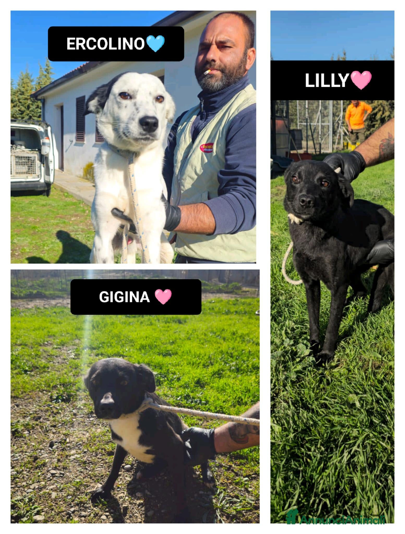 Altre razze cani ercolino gigina e lilly - Annuncio 11