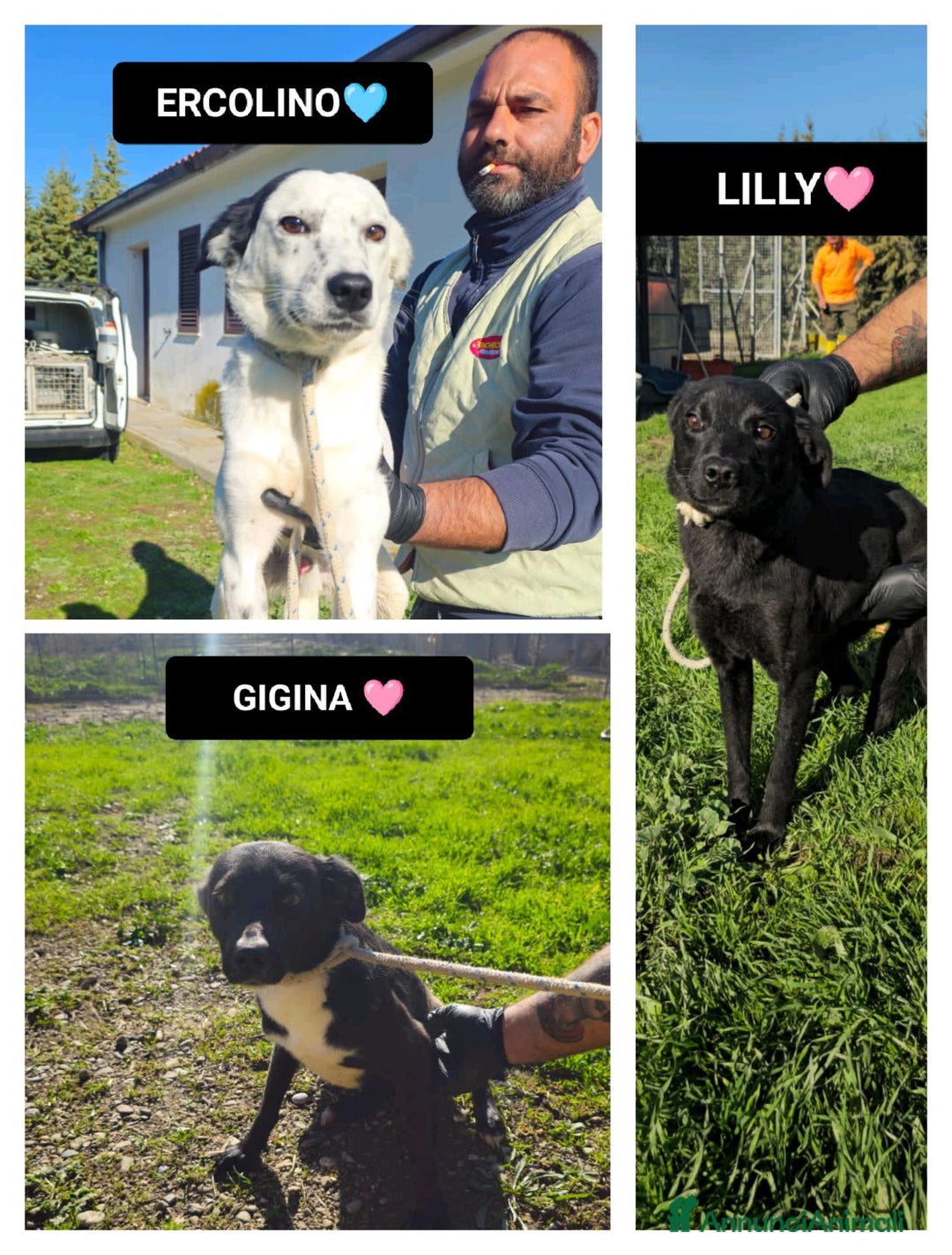 Altre razze cani in regalo: ercolino gigina e lilly - Annuncio 1