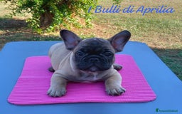 Bulldog Francese cani in vendita: BULLDOG FRANCESE  a Provincia di Latina - Immagine 1