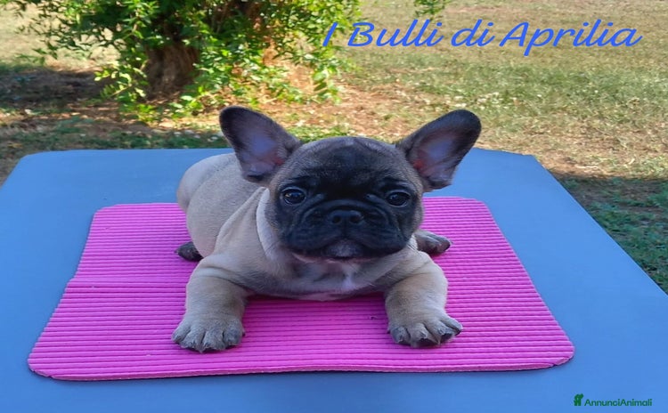 Bulldog Francese cani a Provincia di Latina - Annuncio 3