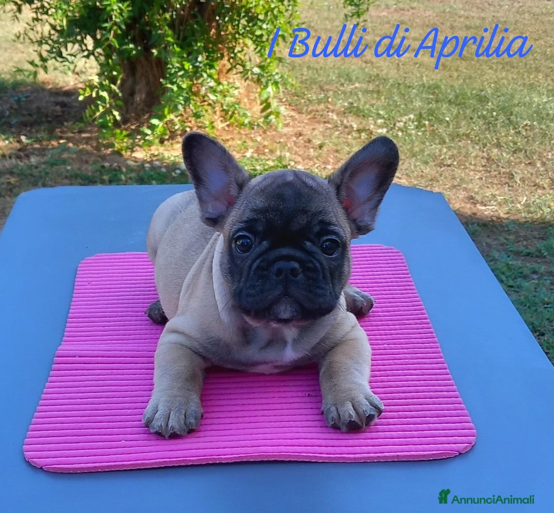 Bulldog Francese cani in vendita: BULLDOG FRANCESE  a Provincia di Latina - Immagine 1
