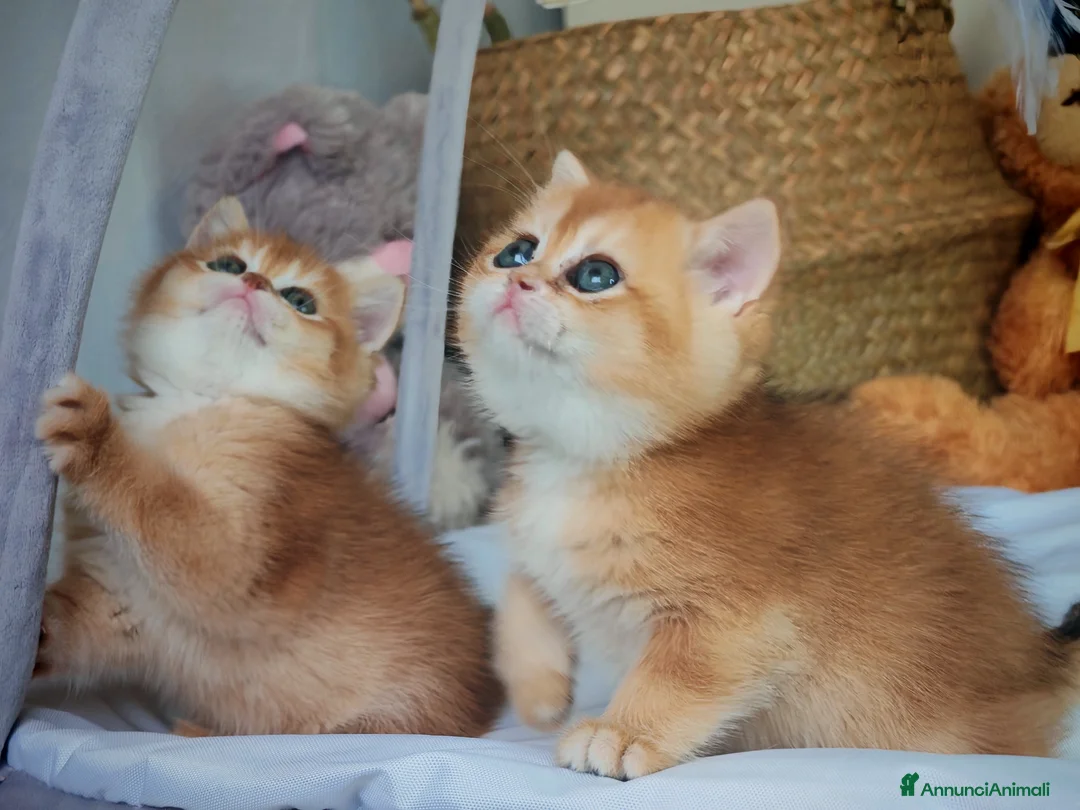 Scottish gatti in vendita: Straordinari Cuccioli Scottish - Annuncio 17