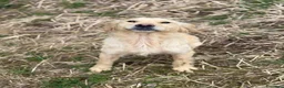 Golden Retriever cani in regalo: HONEY, mix GOLDEN RETRIEVER dolce come il miele! - Annuncio 2