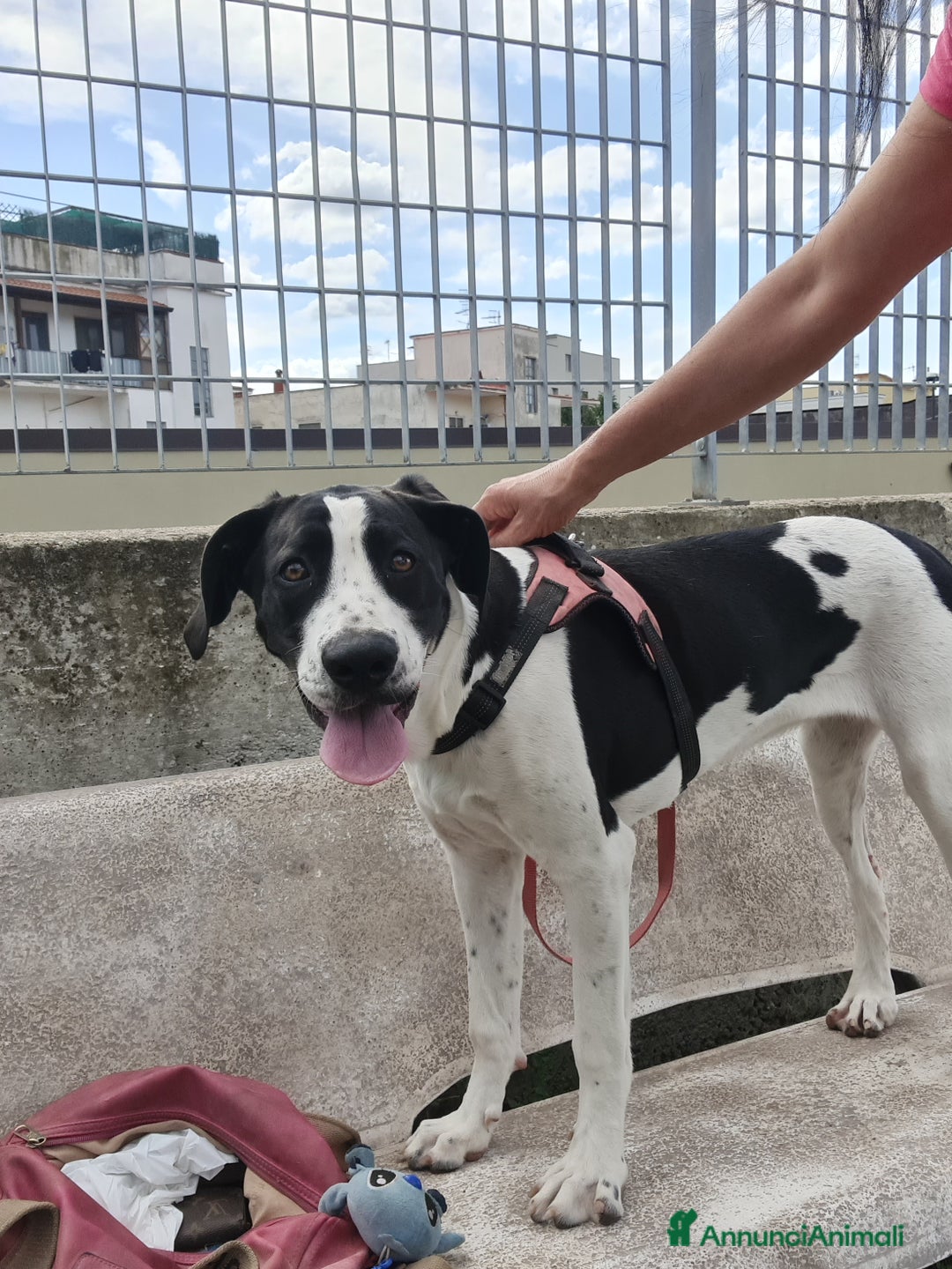 Alano cani in regalo: beatrice cucciola stupenda - Annuncio 4