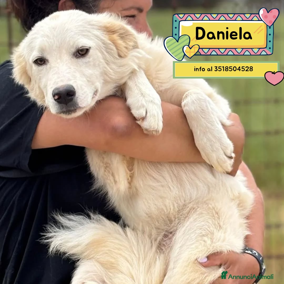 Meticcio cani Daniela cucciolotta 10 mesi cerca casa in adozione - Annuncio 23