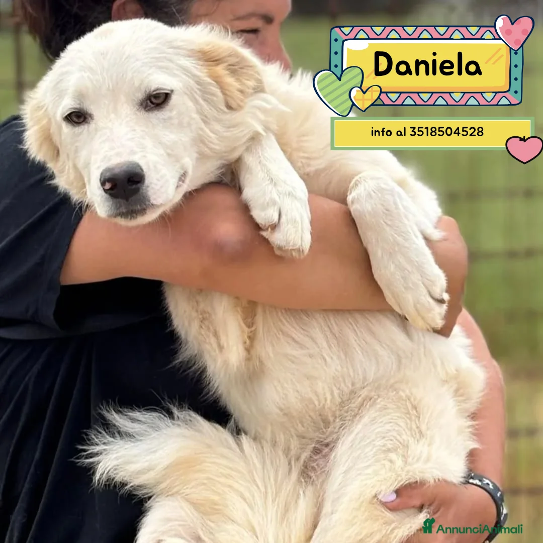 Meticcio cani in regalo: Daniela cucciolotta 10 mesi cerca casa in adozione - Annuncio 1