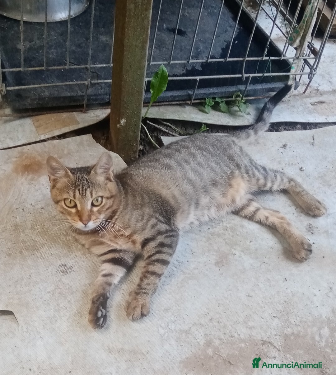 Altre razze gatti in regalo: Bellissimo tigratino a pelo corto - Annuncio 5