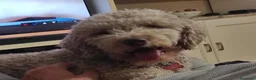 Lagotto cani in vendita: Lagotto romagnolo con pedigree 3 mesi - Annuncio 7