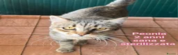 Meticcio gatti in regalo: MICINI, URGENTE: TEMPO SCADUTO! a Provincia di Arezzo - Annuncio 2