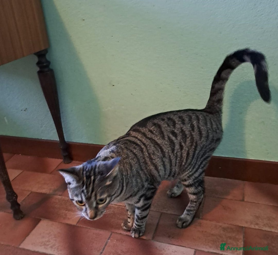 Europeo gatti in regalo: GRACE e KEVIN, teneri gattini in adozione! - Annuncio 4