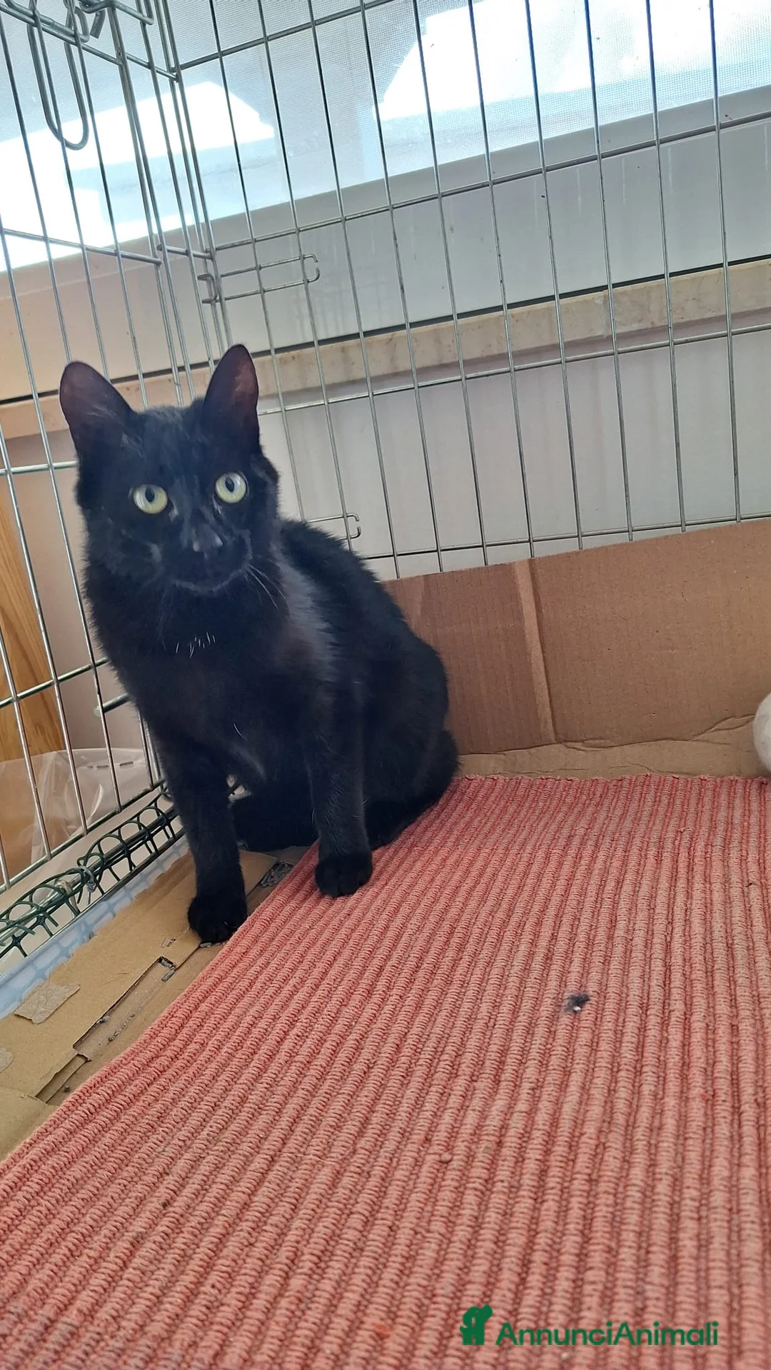 Europeo gatti in regalo: Sofia 6 mesi di dolcezza tutta da conquistare  - Annuncio 3