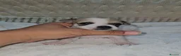 Chihuahua cani in vendita: Chihuahua maschio toy a Città Metropolitana di Bologna - Annuncio 4