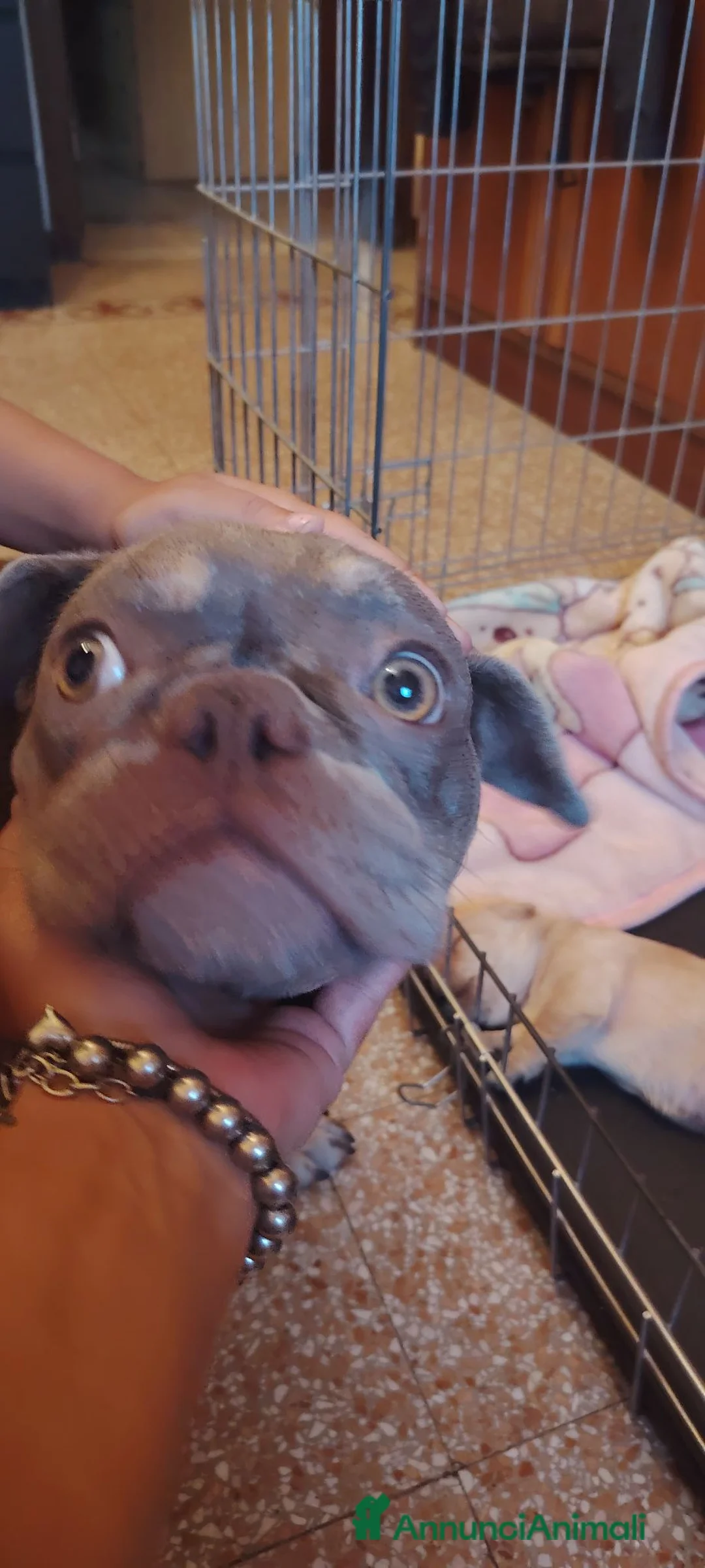 Bulldog Francese cani in regalo: Incrocio di bouldog francese / barboncino - Annuncio 1
